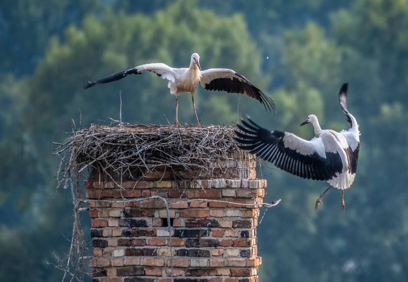 Expert Chimney Animal Removal in Hillside, IL Professional Chimney Animal Removal Services in Hillside, Illinois